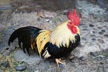 Bantam Chicken Beauty From Thailand