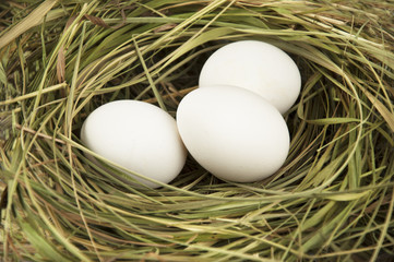 Three white eggs in a nest of hay