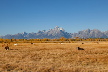 Fototapeta premium Horses Graze in a Scenic Fall landscape in the Tetons of Wyoming