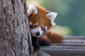 Bébé panda roux en gros plan