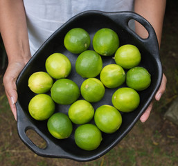 hands holding limes in a bowl - citrus fruits - regional fruits