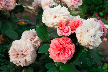 Цветущая в саду роза Чиппендейл