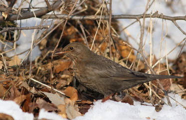 common blackbird female, turdus merula 