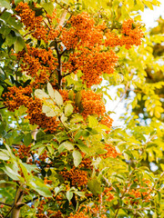 Autumn red rowan berries on tree.