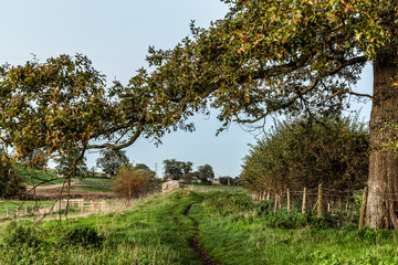 Norfolk Countryside
