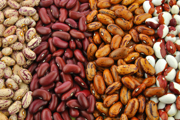 Beans - collection of red kidney, brown pointed pinto beans