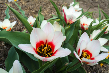 Tulips Botanical garden, Minsk, Belarus, April, spring, agriculture, scientific base,