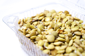 Lentil germs