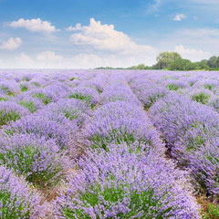 Fototapeta na wymiar Picturesque lavender field with ripe flowers