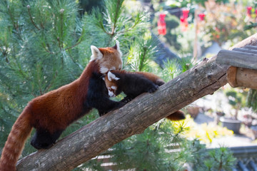 Bébé panda roux et sa mère