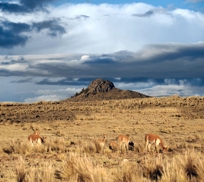 Vicugnasin the Salinas y Aguada Blanca National Reserve in Peru