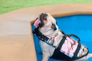 Cute pug dog rest in swimming pool with life vest