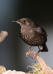 Fototapeta premium Blackbird, Turdus merula