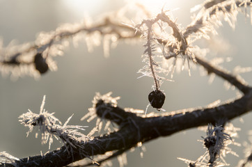Frozen branches in sunlight