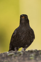 Blackbird, Turdus merula