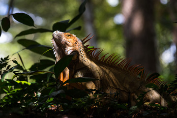 Red Iguana in its enviroment