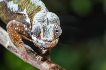 Caméléon panthère