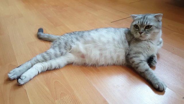 Pregnant scottish fold cat lying and looking.