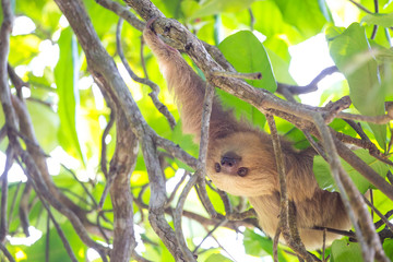 Cute sloth in Costa Rica