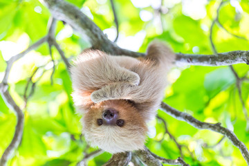 A cute sloth in Costa Rica