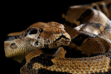 Fototapeta premium Close-up head of Boa constrictor snake imperator color,lying on isolated black background with reflection