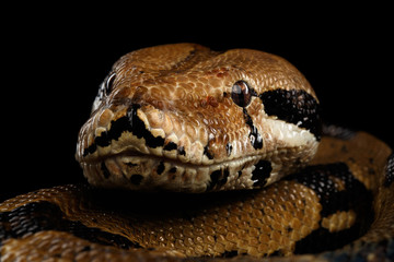 Close-up head of Boa constrictor snake imperator color,lying on isolated black background with reflection