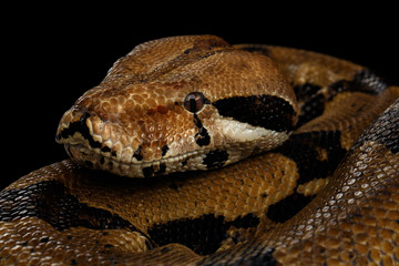 Naklejka premium Close-up head of Boa constrictor snake imperator color,lying on isolated black background with reflection