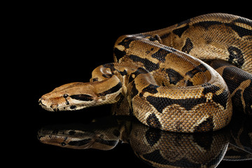 Attack Boa constrictor snake imperator color, on isolated black background with reflection - obrazy, fototapety, plakaty