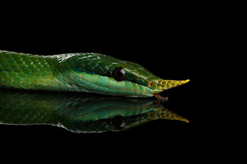 Green long nosed snake, Rhinoceros Ratsnake isolated on black background with reflection