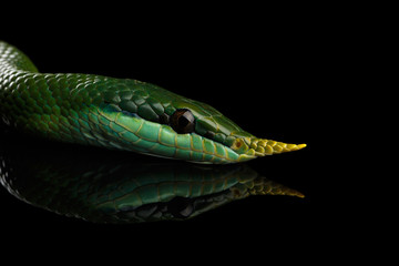 Green long nosed snake, Rhinoceros Ratsnake isolated on black background with reflection
