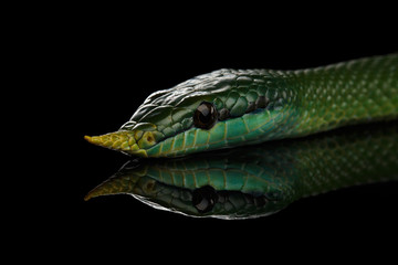 Green long nosed snake, Rhinoceros Ratsnake isolated on black background with reflection
