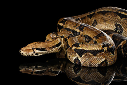 Attack Boa constrictor snake imperator color, on isolated black background with reflection