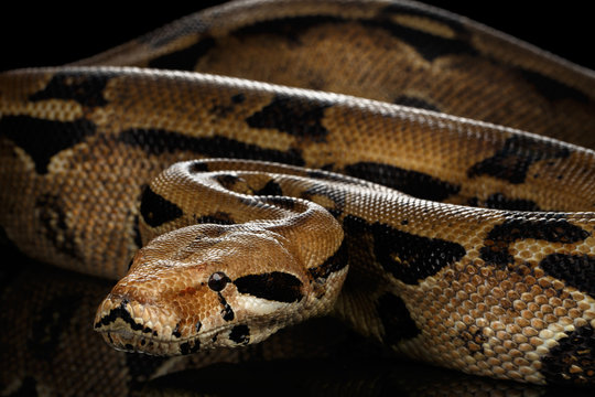 big Boa constrictor snake imperator color,lying on isolated black background with reflection