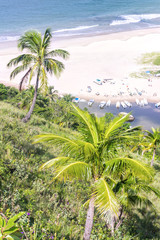 Ilhabela, Brazil, Partial view of Praia do Bonete with palm tree