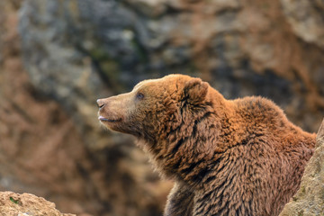 Brown bear 1