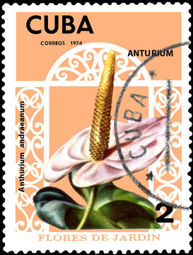 CUBA - CIRCA 1974: Postage stamp printed in Cuba shows the flower Anthurium andraeanum, series garden flowers