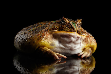 Argentine Horned Frog or Pac-man, Ceratophrys ornata isolated on black background with reflection