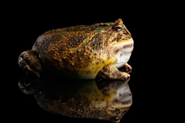 Argentine Horned Frog or Pac-man, Ceratophrys ornata isolated on black background with reflection