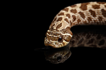 Closeup Western Hognose Snake, Heterodon nasicus isolated on black background with reflection