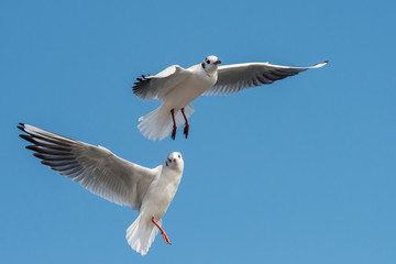 Black-headed Gull, Chroicocephalus ridibundus