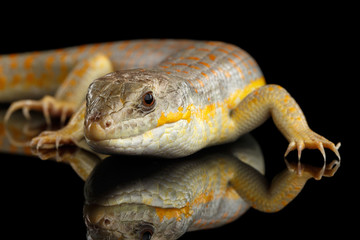 Schneider's skink, eumeces schneideri on isolated black background with reflection, wild reptile