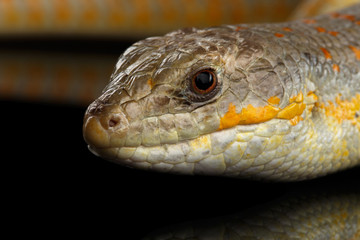Schneider's skink, eumeces schneideri on isolated black background with reflection, wild reptile