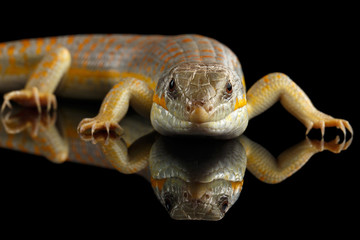 Schneider's skink, eumeces schneideri on isolated black background with reflection, wild reptile