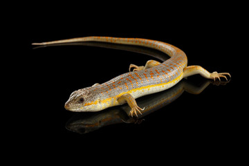 Schneider's skink, eumeces schneideri on isolated black background with reflection, wild reptile
