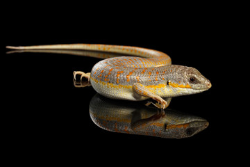 Schneider's skink, eumeces schneideri on isolated black background with reflection, wild reptile