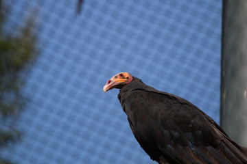 Urubu à tête rouge