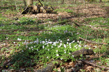 Frühblüher im Nationalpark Hainich