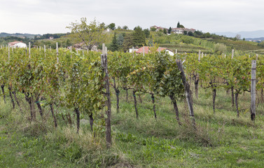 Rural mediterranean landscape with vineyards and village at sunset, Slovenia