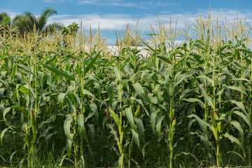 Corn plantation