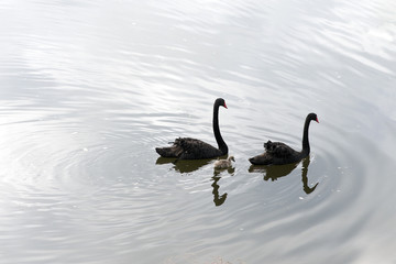 Black Swan family